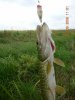 DSCN0739.JPG