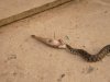 DSC03294.JPG