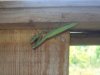 DSC00403.jpg