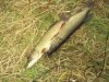 DSC00413.jpg