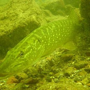 Щуки под водой