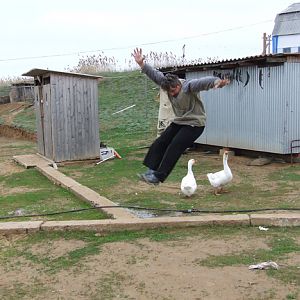 Полет шмеля