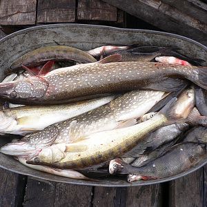 Архангельская область