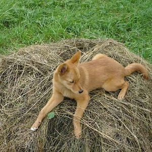 Водлозёрский национальный парк