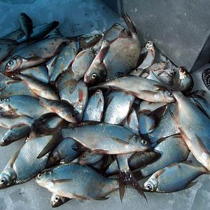 р.Гжать март 2006г