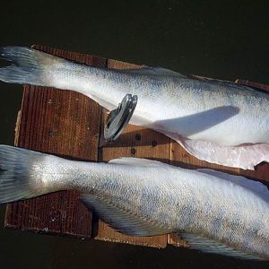 Ахтуба август 2005г