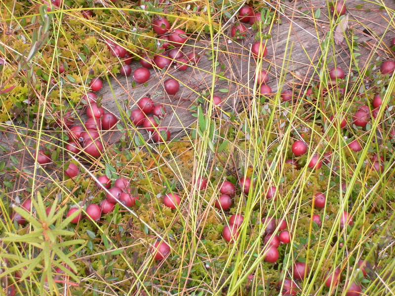 Архангельская область