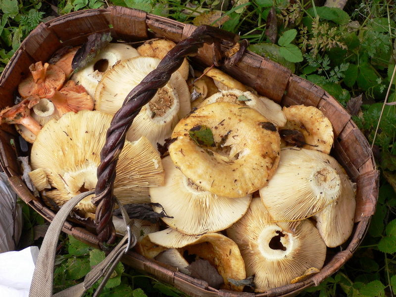 Архангельская область