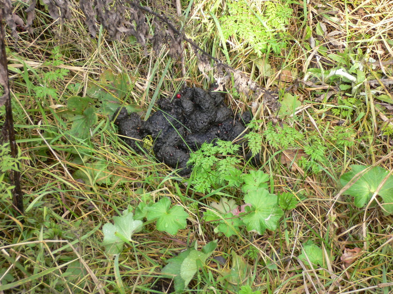 Архангельская область