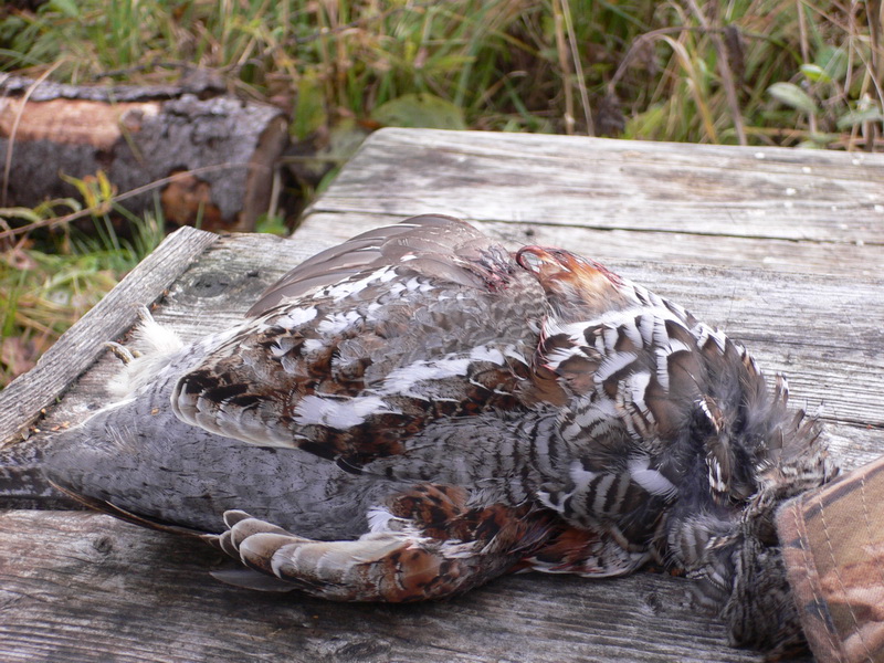 Архангельская область