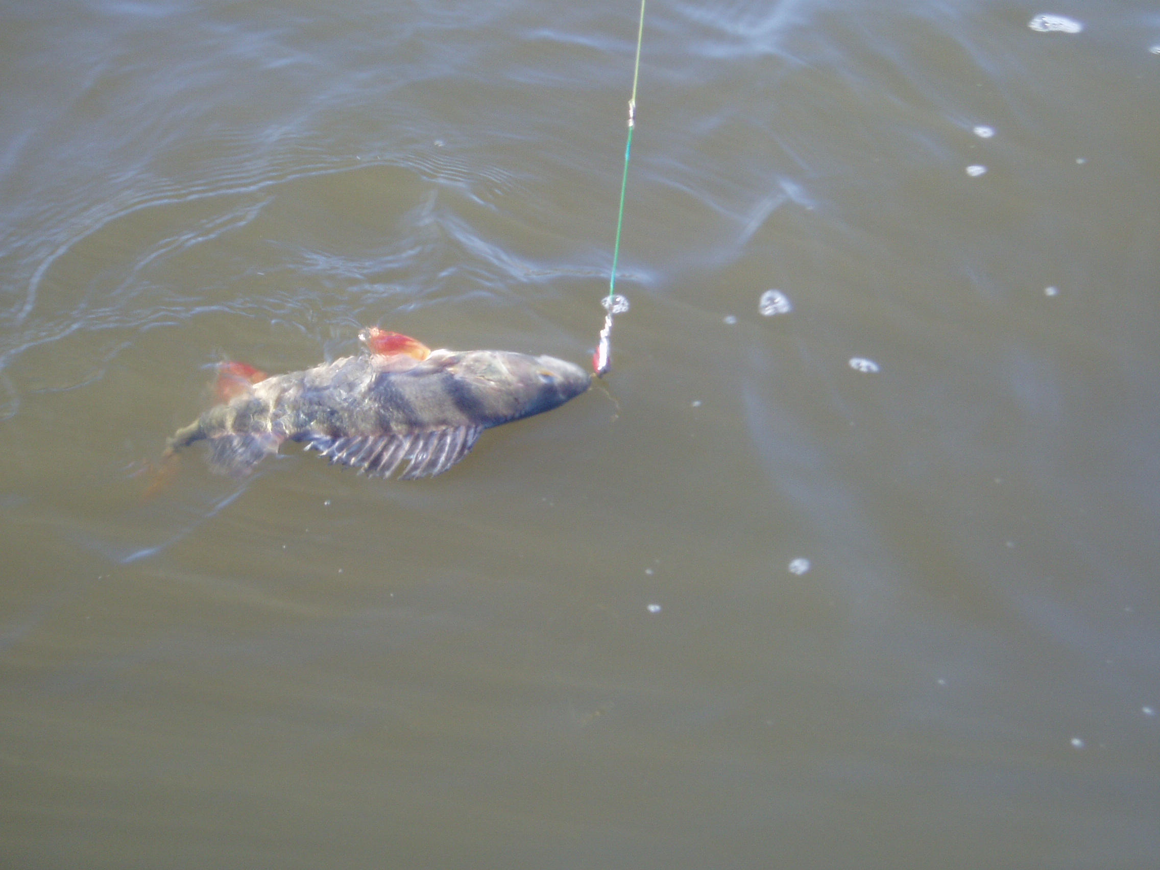 Еще половил малость.