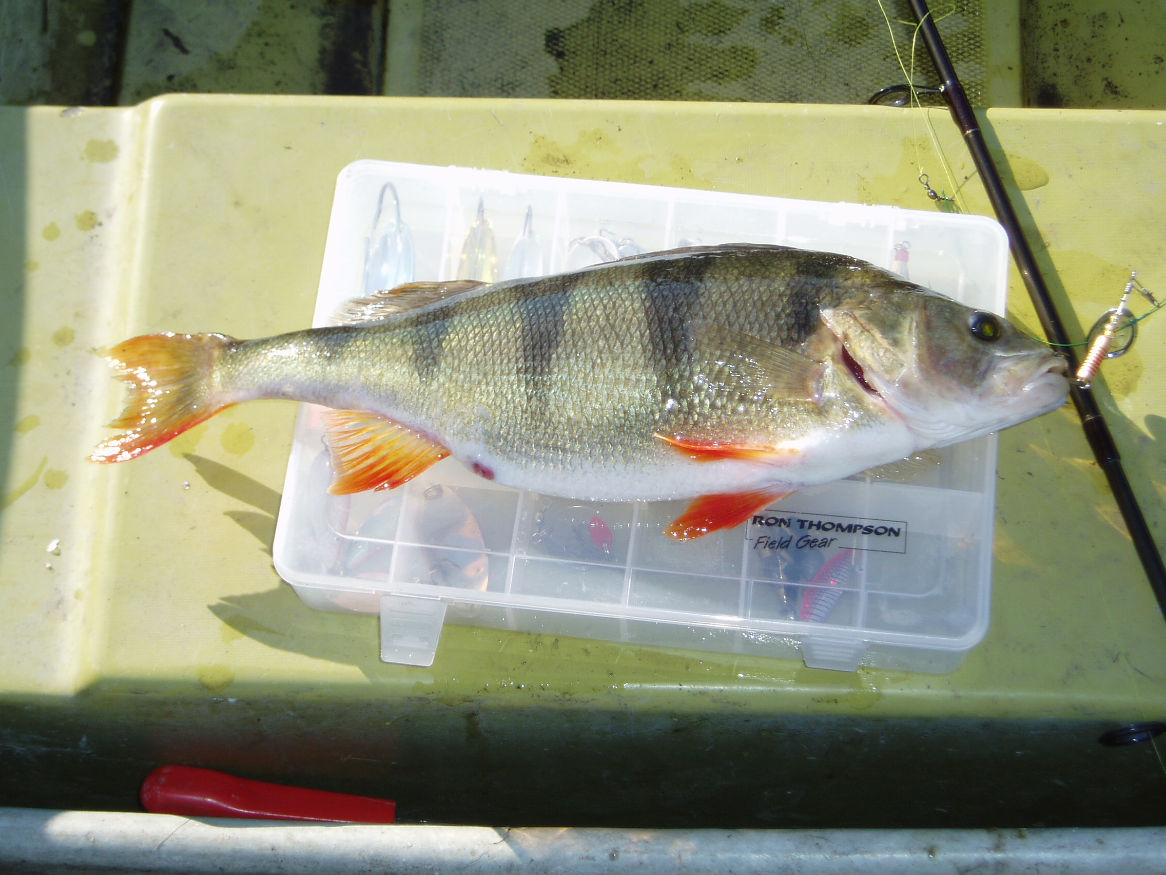 Еще половил малость.