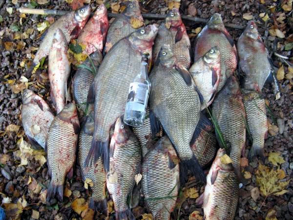 Не хищник, но приятно