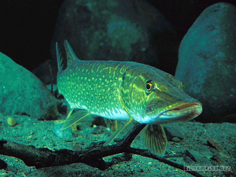 Щуки под водой