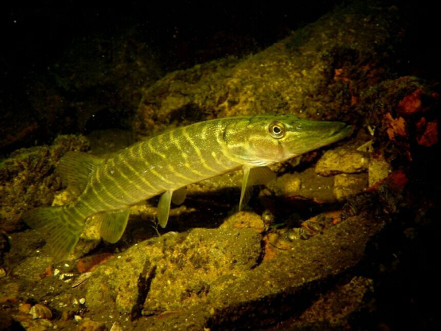 Щуки под водой