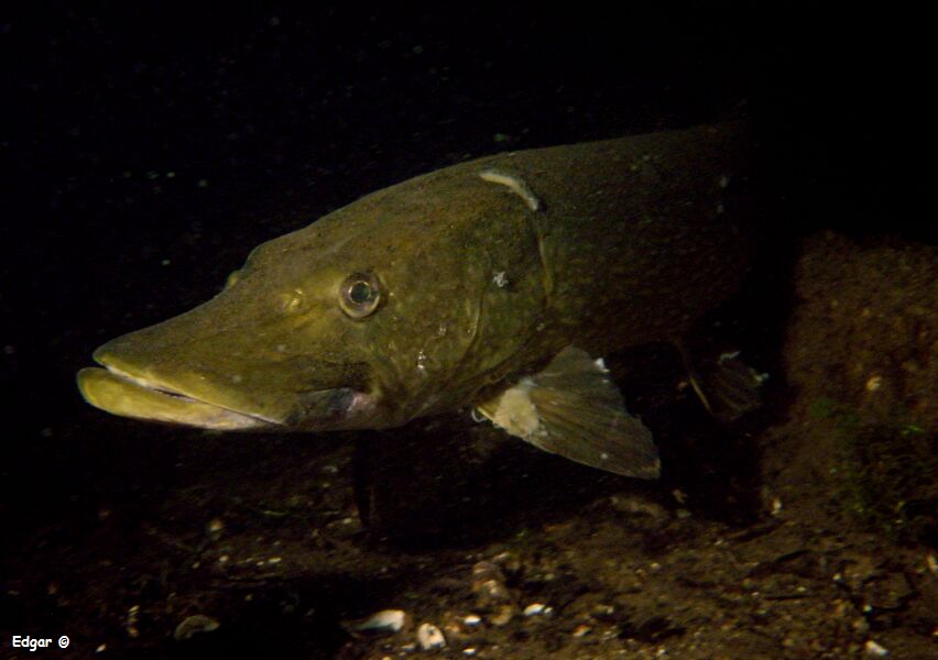 Щуки под водой