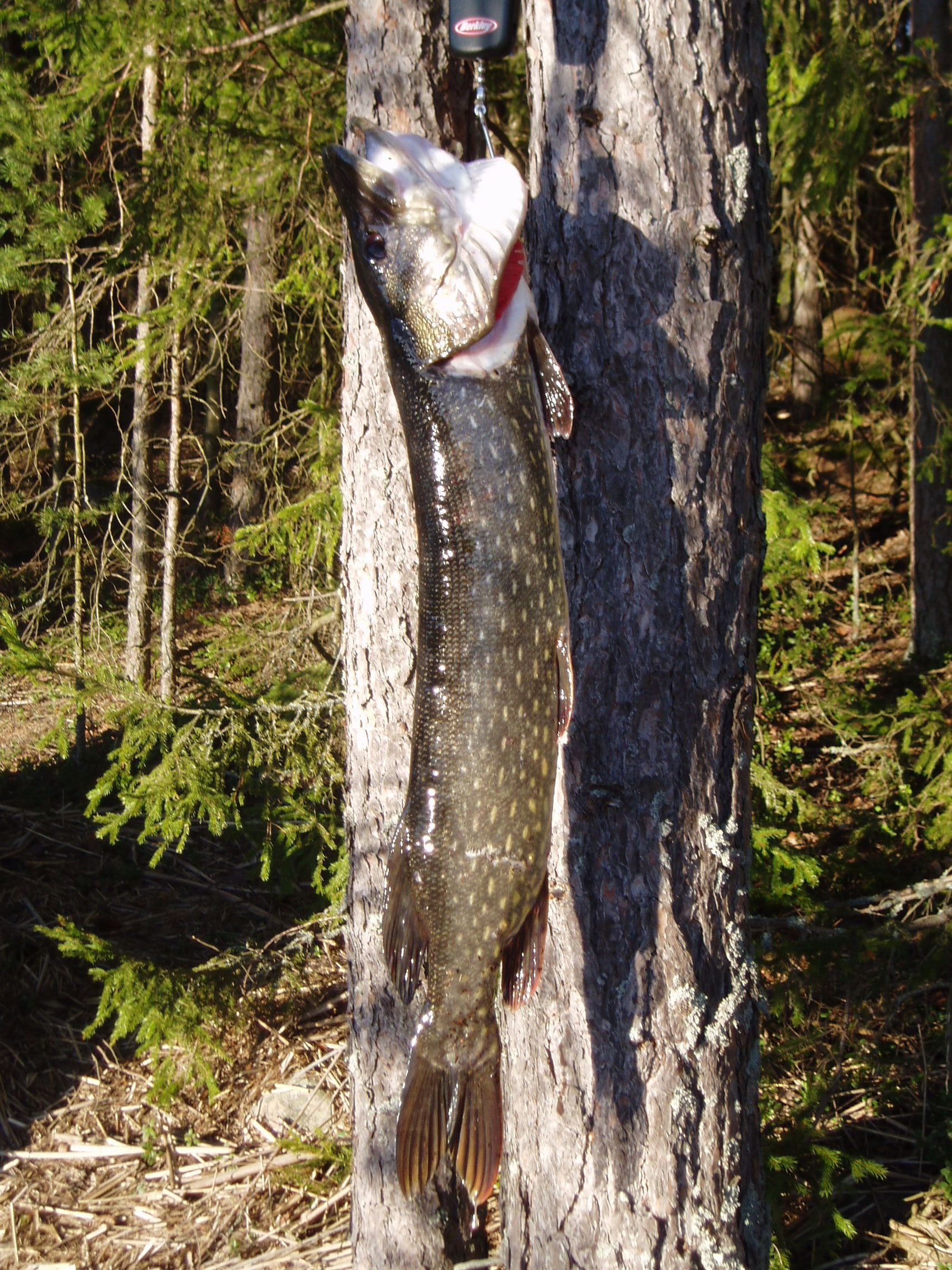 Удачный улов.