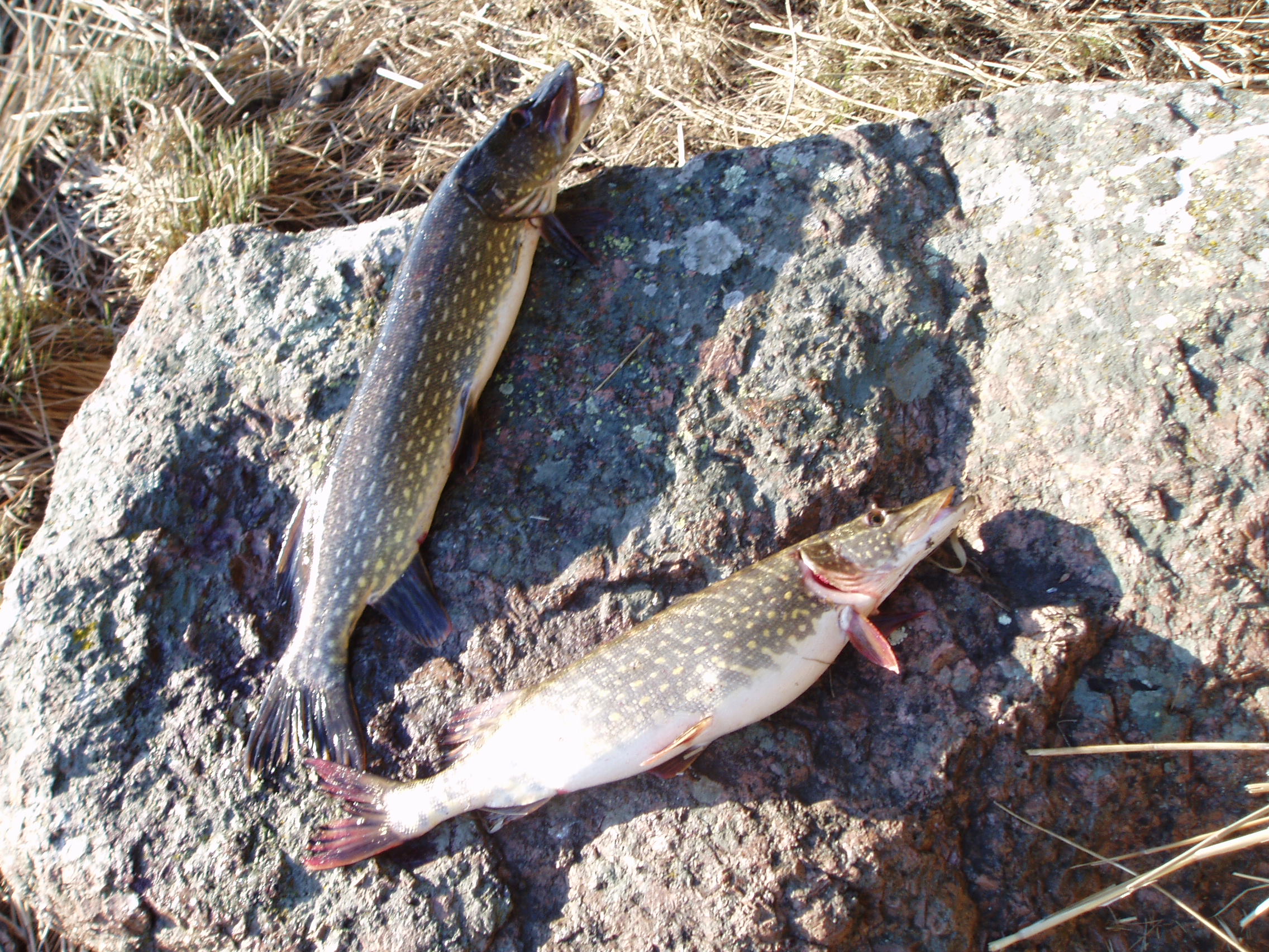 Удачный улов.