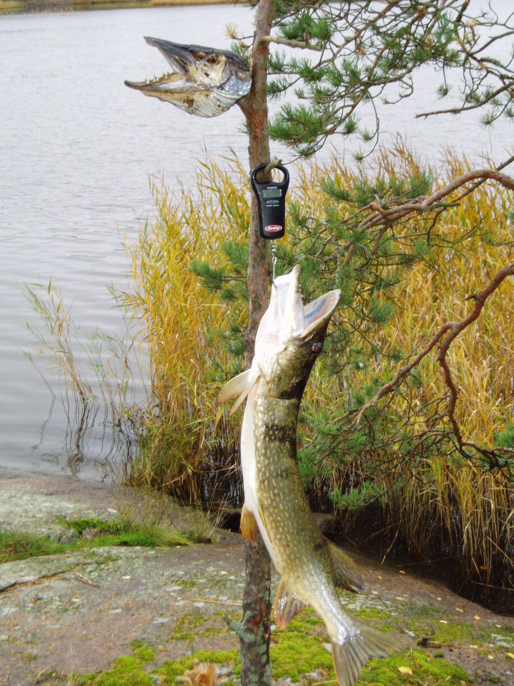 Удачный улов.