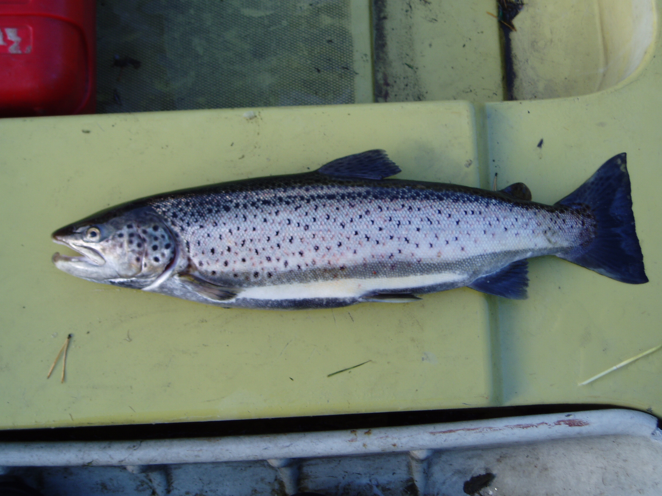 Удачный улов.