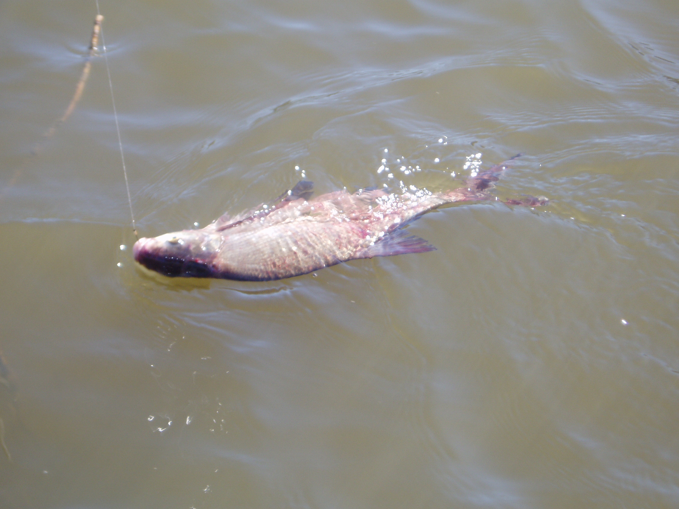 Весенний улов