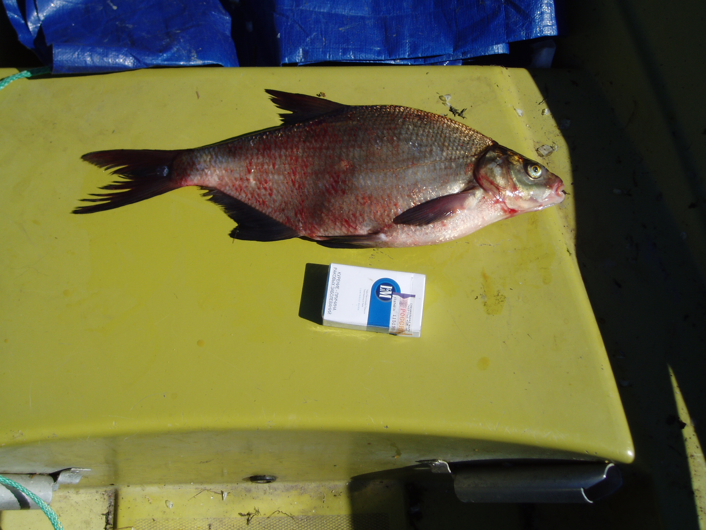 Весенний улов