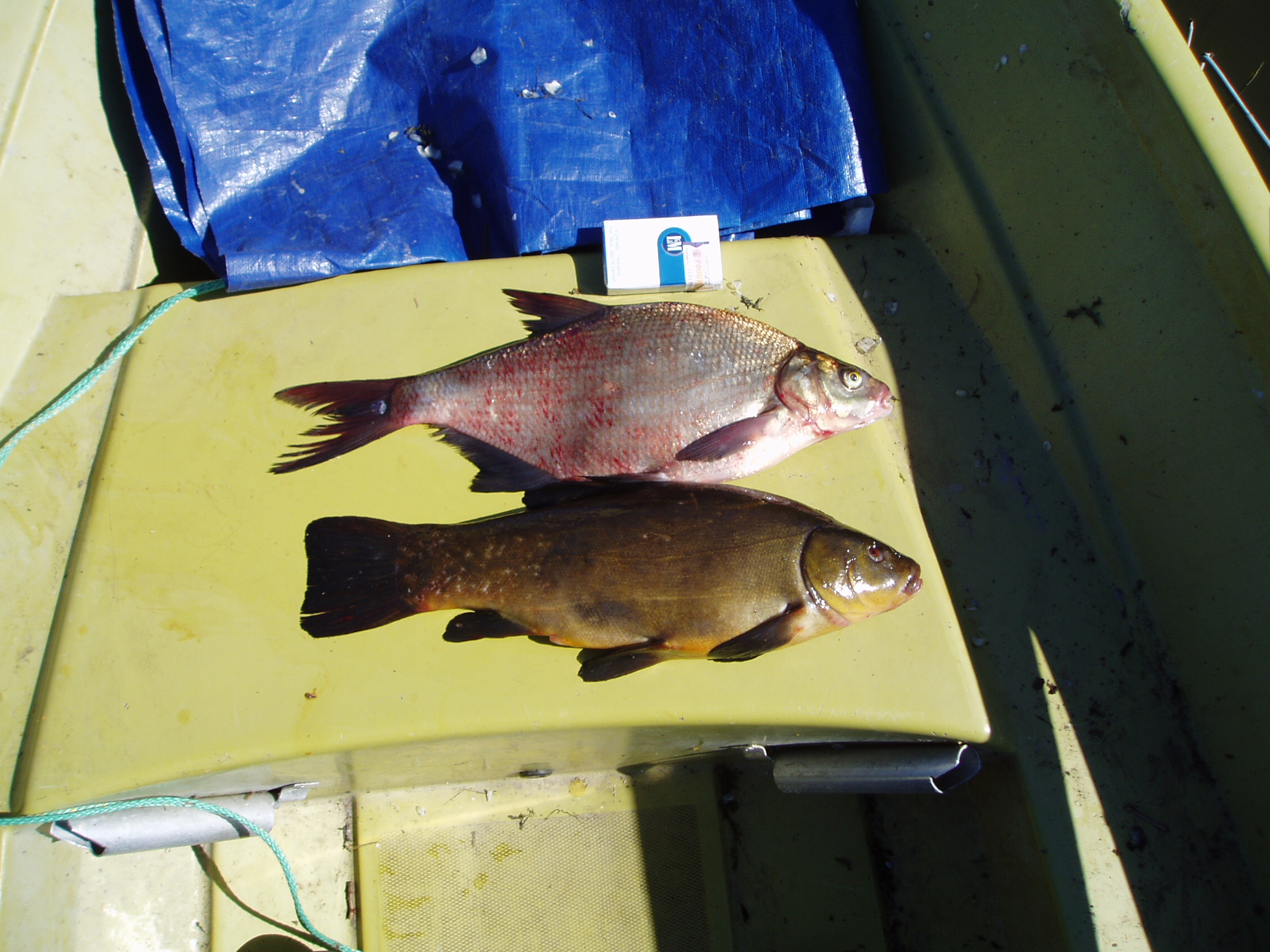 Весенний улов