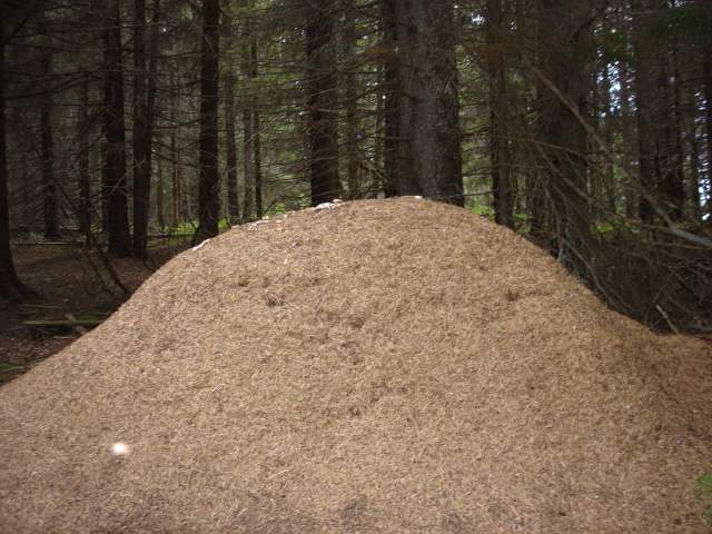 Водлозёрский национальный парк
