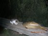 DSCN0731.JPG