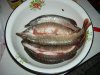 DSCN1303.jpg