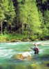 fly-fishing-the-pit-river.jpg