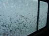DSC00262.JPG
