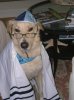 jewish_dog_image-72325.jpg