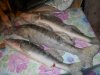 DSCN1253.jpg