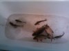 IMG_20130612_094414.jpg
