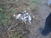 Ахтуба сентябрь 2013 086.jpg