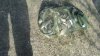 DSC03384.JPG