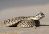 37-Snakes.jpg