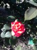 IMG_20150525_060351.jpg