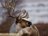 1olen_dikiy_avtor_foto_sergey_gorshkovкопирование.jpg