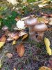 IMG_1441.JPG