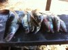 IMG_3721.JPG