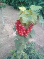 Lenovo_A1000_IMG_20170619_164037.jpg
