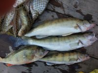 IMG_20170625_192922.jpeg