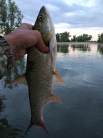 IMG_20170626_195435.jpeg