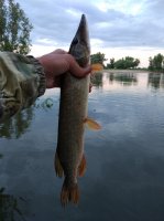 IMG_20170626_195458.jpeg