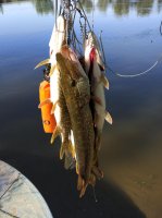 IMG_20170628_075534.jpeg