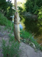 IMG_20170628_181307.jpeg