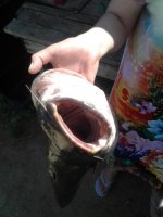 IMG_20170717_111936.jpg