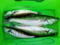 IMG-20170721-WA0008.jpg